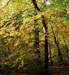 नवीन उत्पादन: Hydroxypropyl tetrahydropyran triol (तेल विरघळणारे)